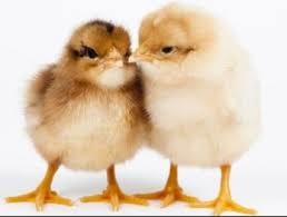 Индейка Утяжелённого кросса (Бронза 708) 1шт