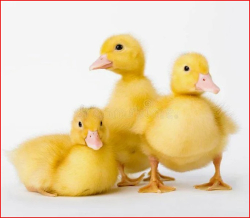 Суточная Агидель (племенная уткофабрика, РФ) 1шт