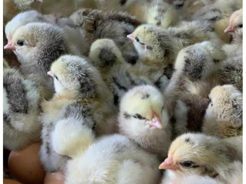 Суточный Бройлер Цветн. Мастер Грей (Венгрия) 1шт