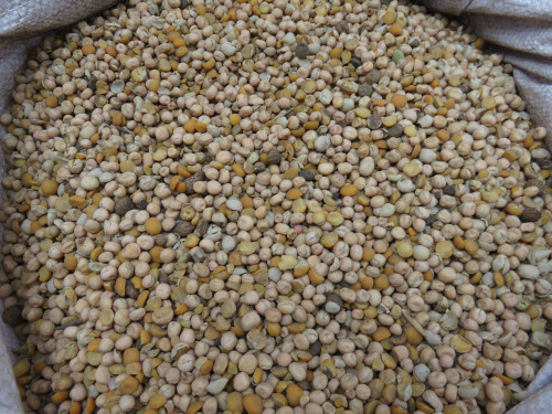 Горох желтый кормовой (30 кг/м) 1кг.