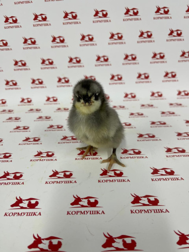 Суточная Мясо-яичная птица Доминант(107, 149, 959) (Чешское род.стадо, РФ) 1шт