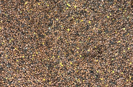 Семена Редька Масличная (30 кг/меш) 1кг.