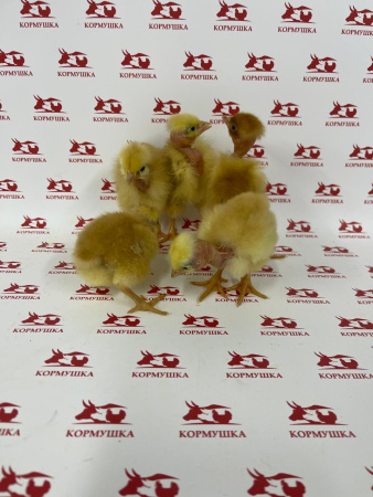 Суточный Бройлер Цветн. Голошейка (Венгрия) 1шт