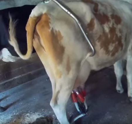 АнтиБрык оцинкованный 1 шт