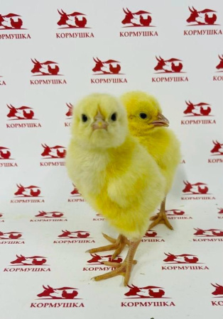 Суточный Петушок Ломан Браун (племенная птицефабрика, РФ) 1шт